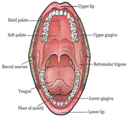 oral cavity cancer